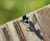 218080 – Photo : Daniel Philippe – France (47)